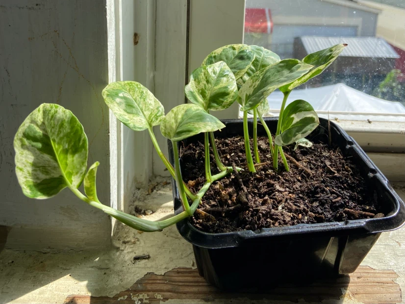 Pothos Plant - photo 3