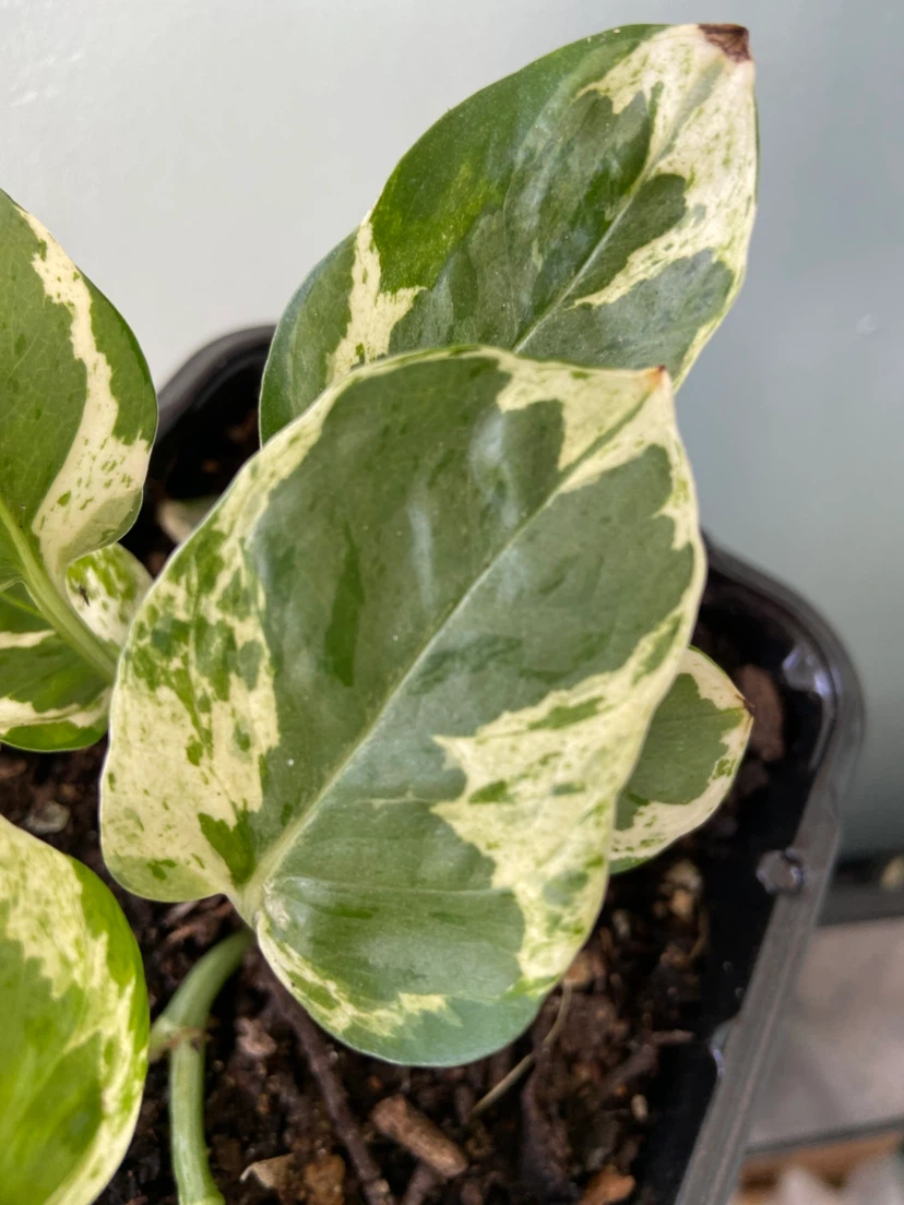 Pothos Plant - photo 4
