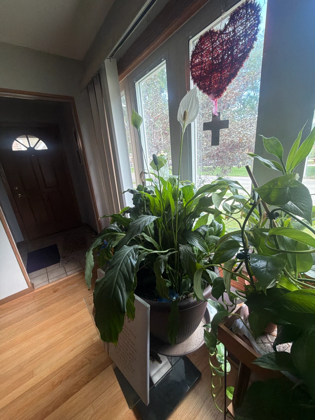 Peace Lily Plant in Pot