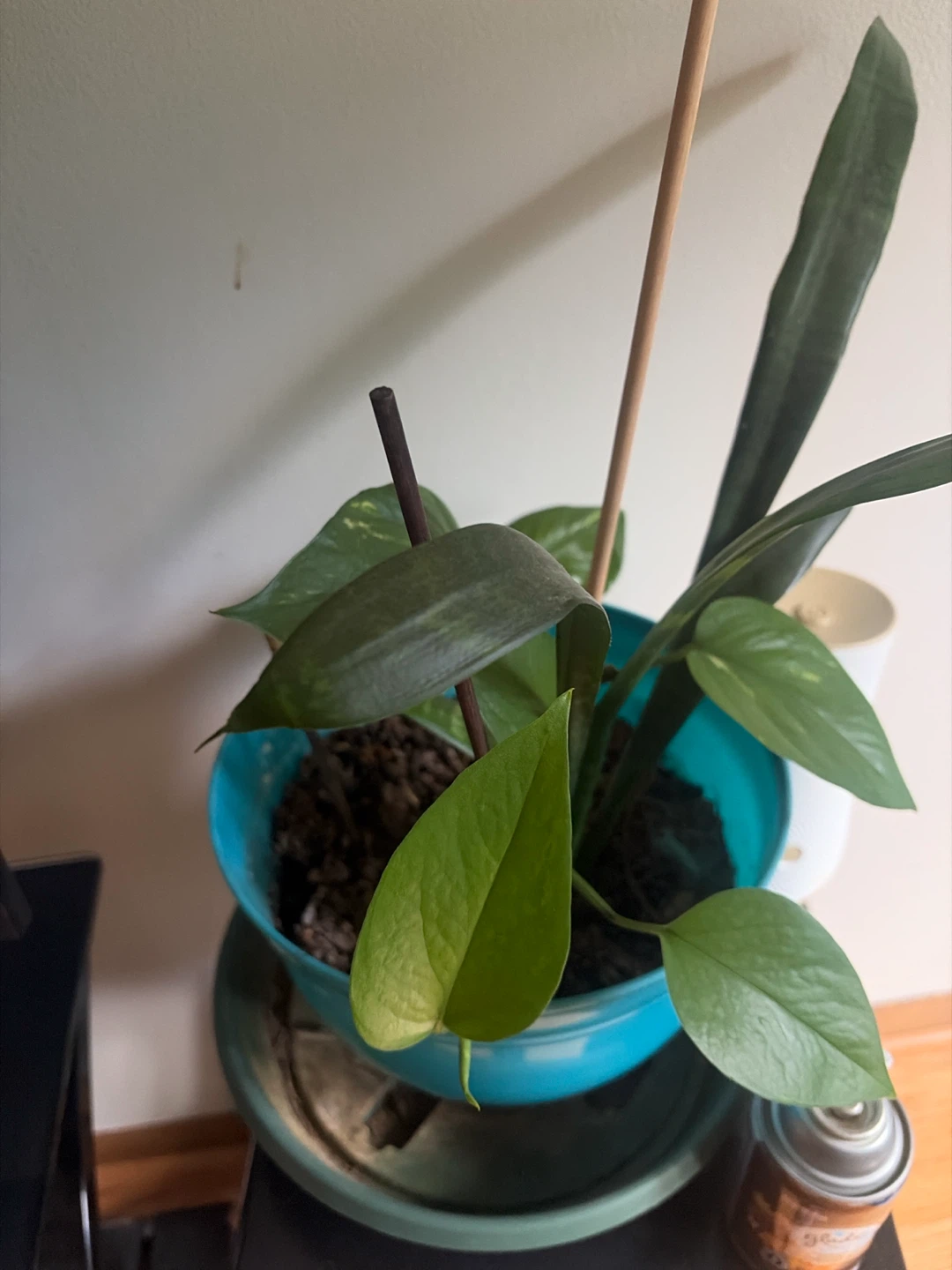 Peace Lily Plant in Pot - photo 2