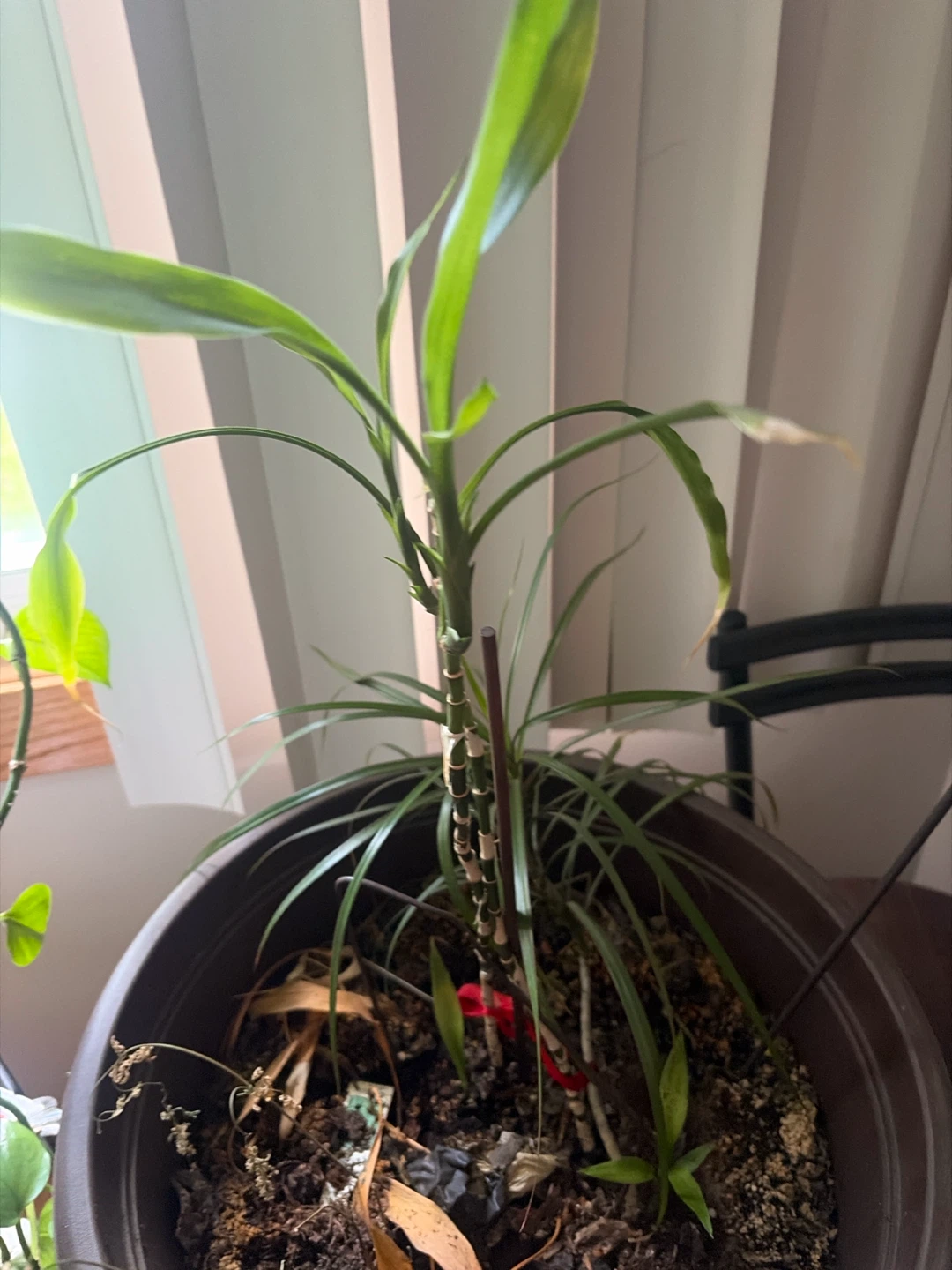Peace Lily Plant in Pot - photo 3