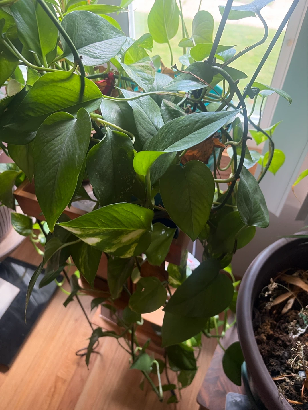 Peace Lily Plant in Pot - photo 4