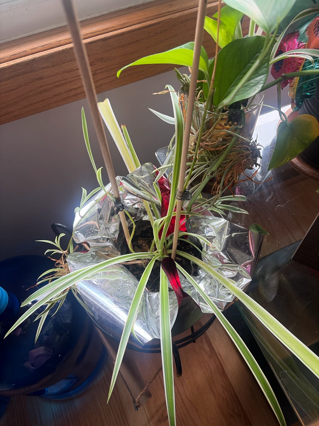 Peace Lily Plant in Pot - photo 5