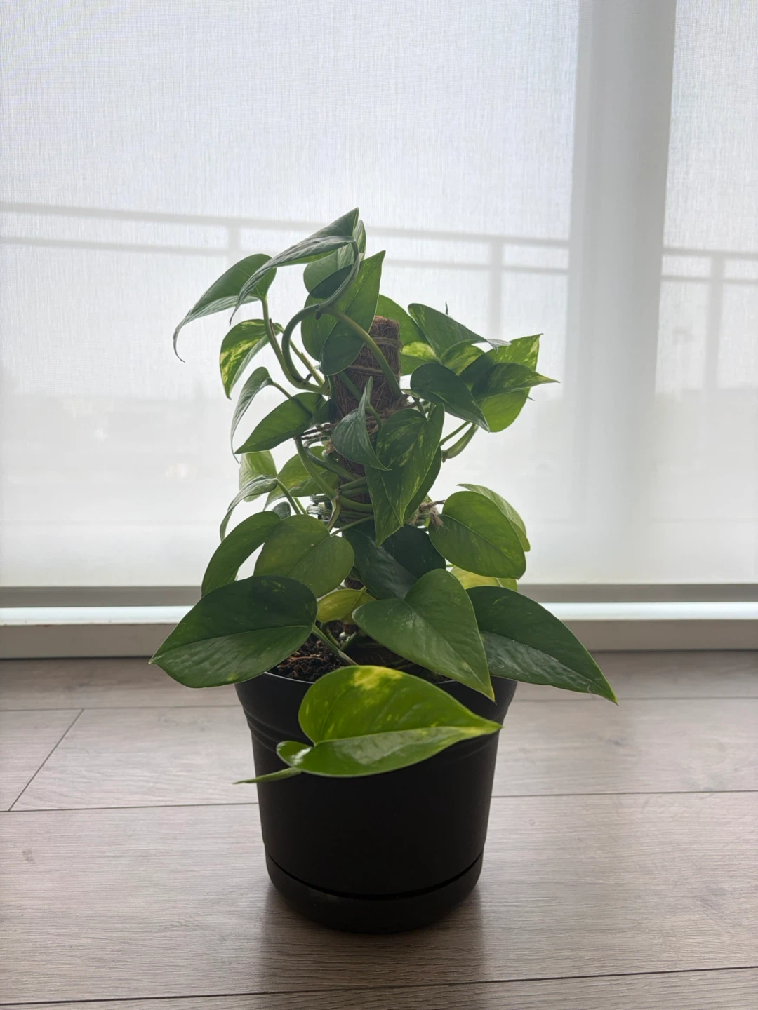 Pothos Plant in Black Pot