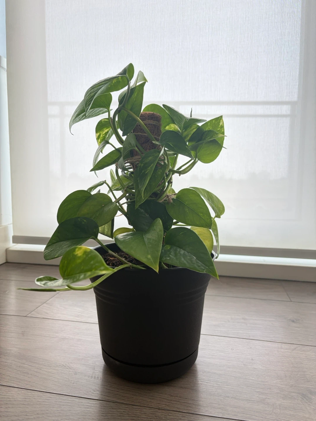 Pothos Plant in Black Pot - photo 2