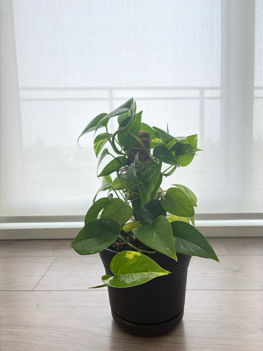 Pothos Plant in Black Pot - photo 3