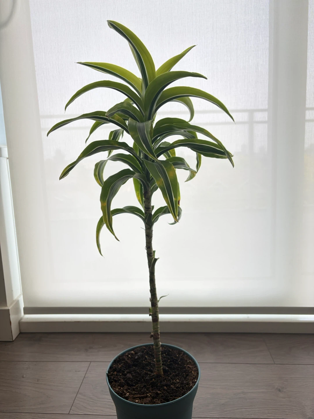 Dracaena Plant