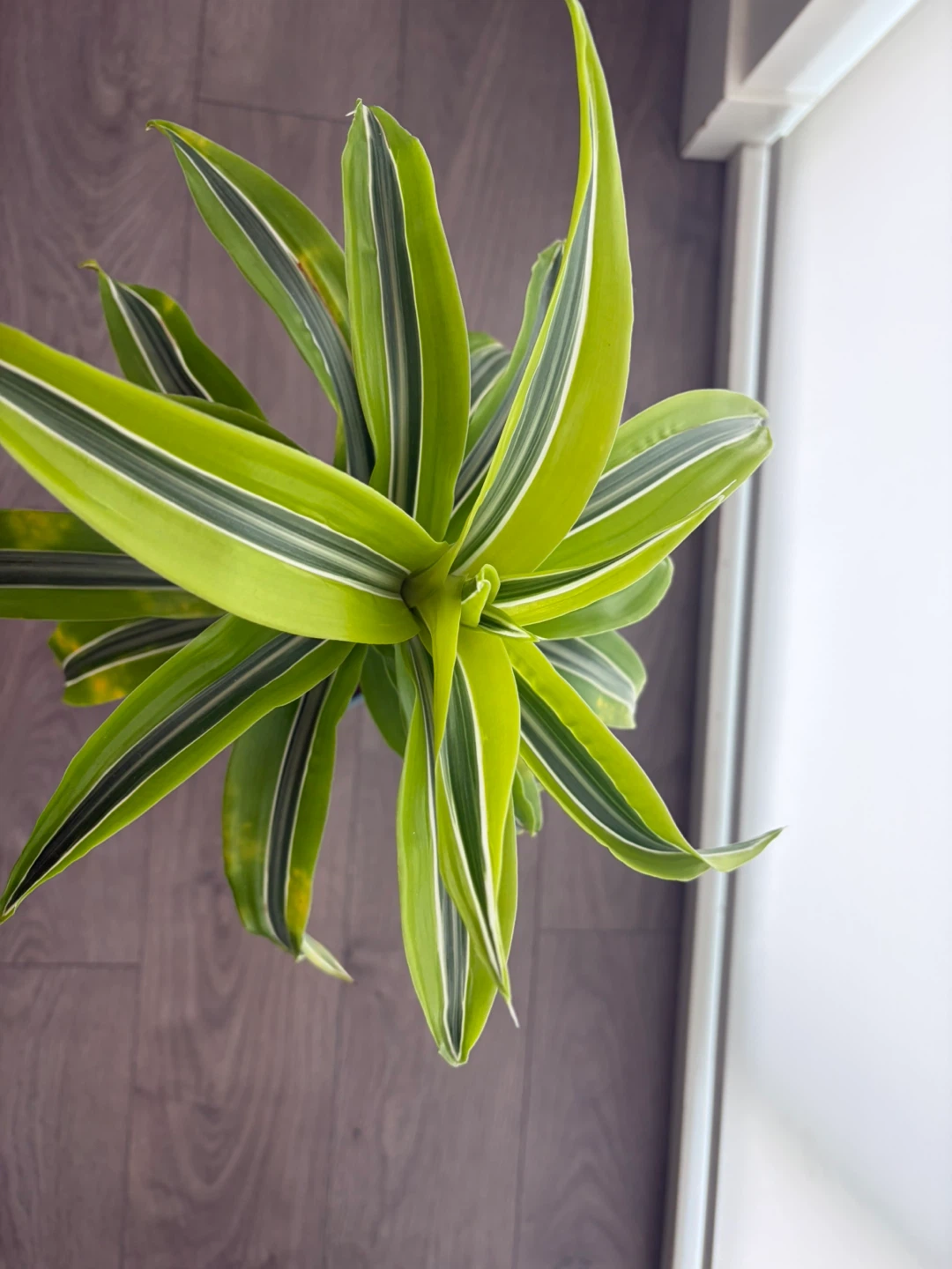 Dracaena Plant - photo 3