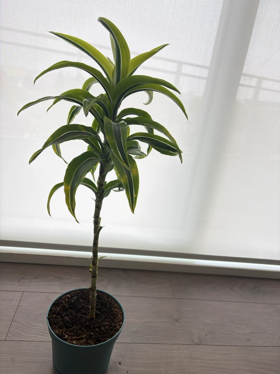 Dracaena Plant - photo 2