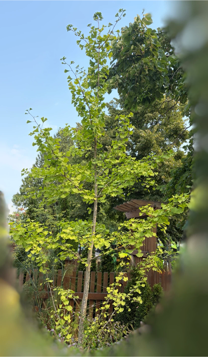 Ginkgo Tree ~10ft