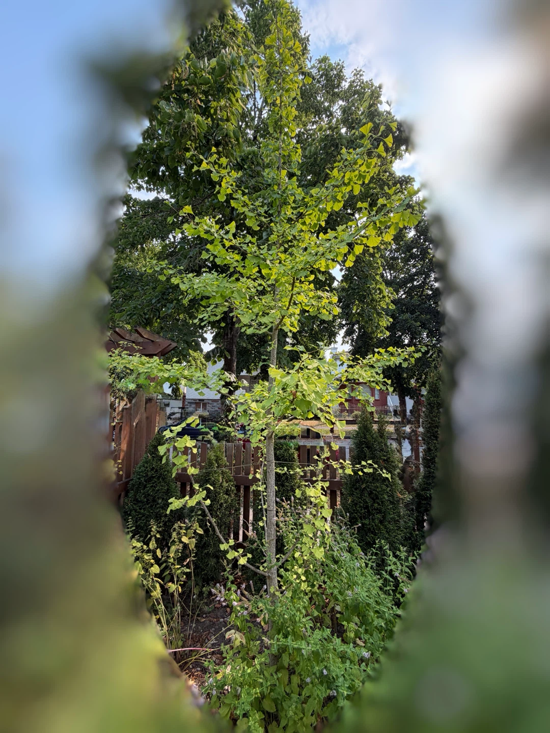 Ginkgo Tree ~10ft - photo 2