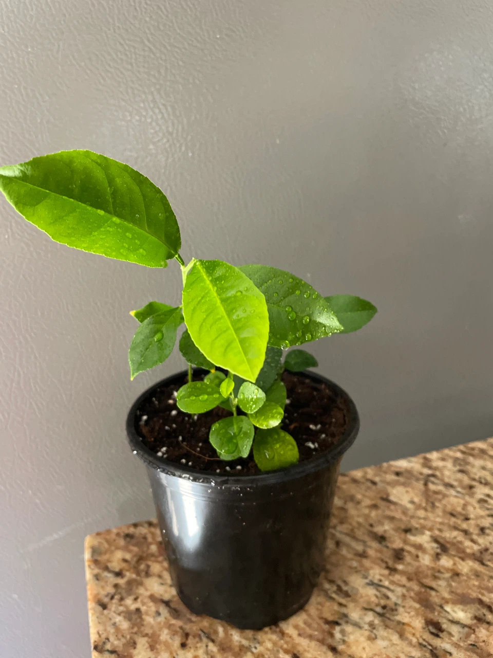 Young Lemon Tree Plant