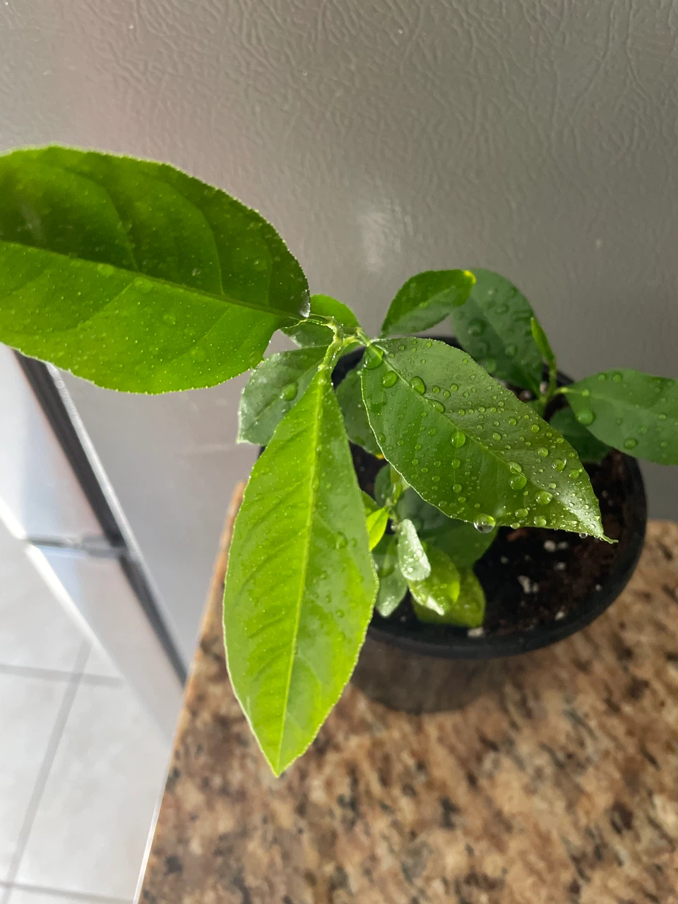Young Lemon Tree Plant - photo 2