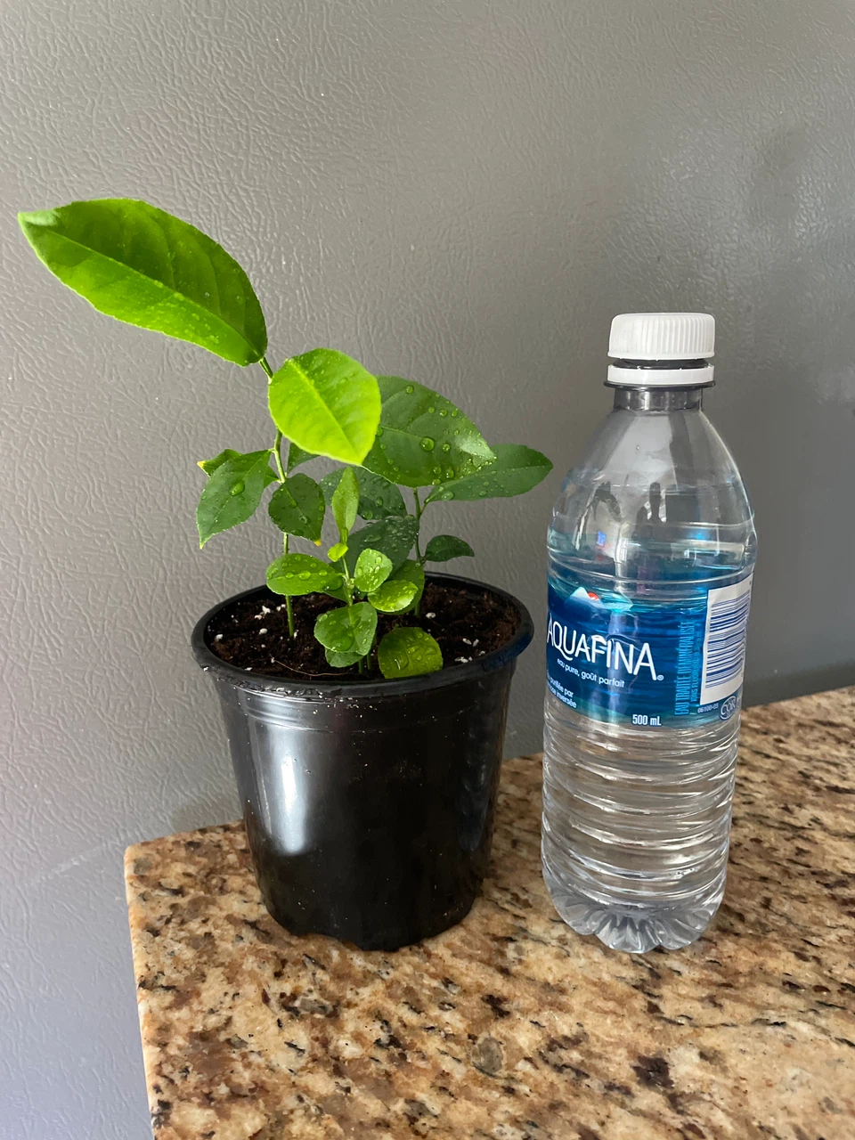 Young Lemon Tree Plant - photo 3