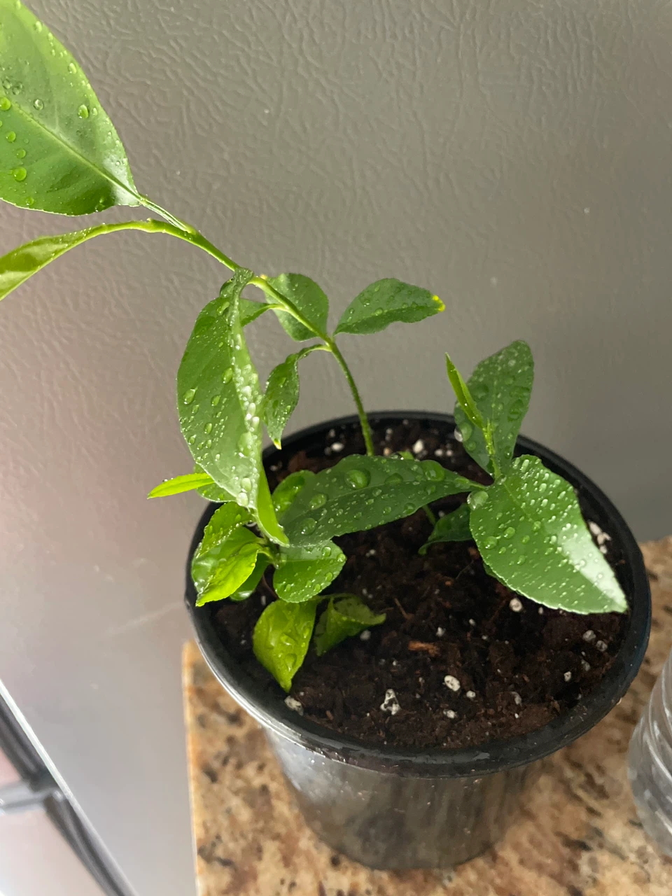 Young Lemon Tree Plant - photo 4