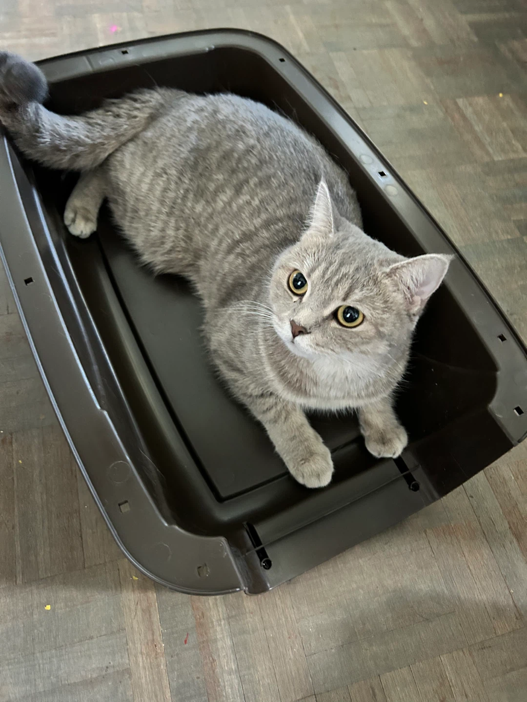 Pet Carrier