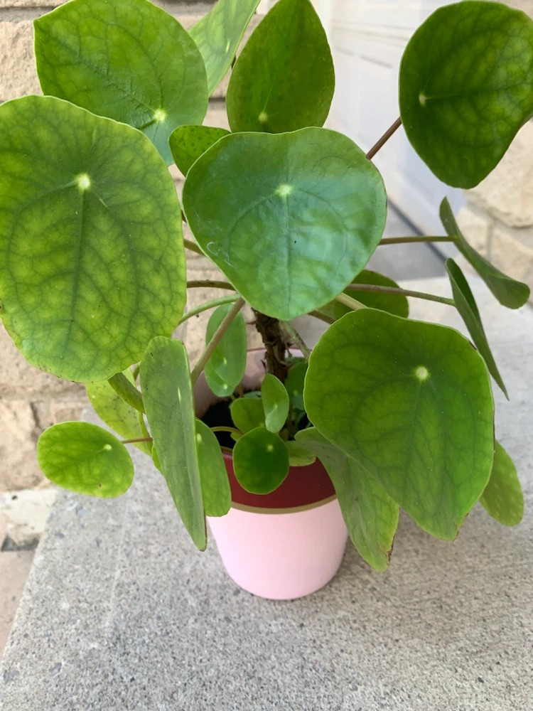 Pilea Peperomioides Plant