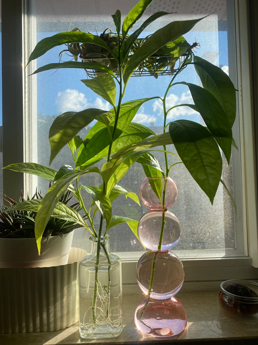 Jasmine plant cuttings in pink vase + free plants