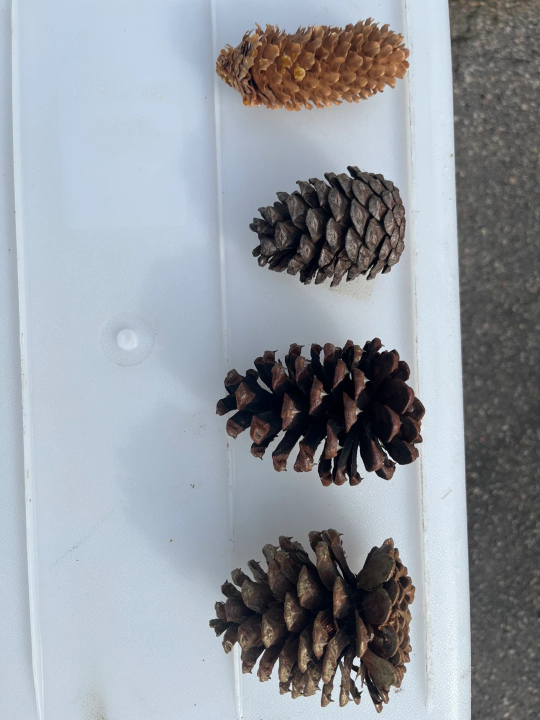 Bag of Natural Pine Cones - Assorted Sizes