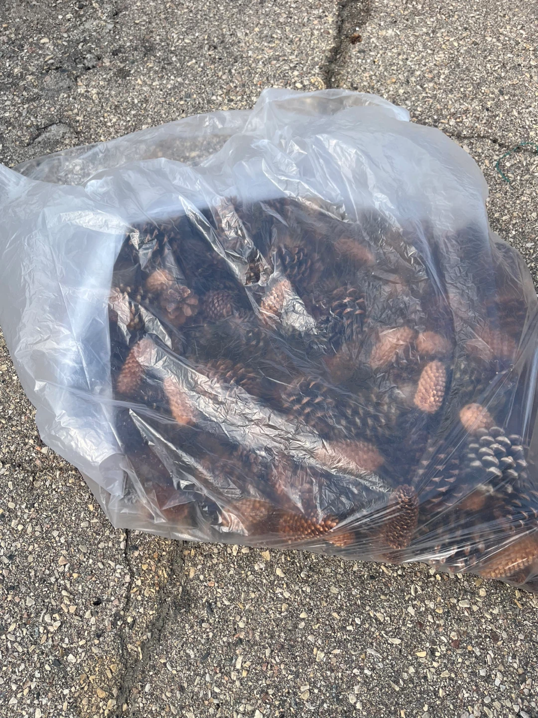 Bag of Natural Pine Cones - Assorted Sizes - photo 2