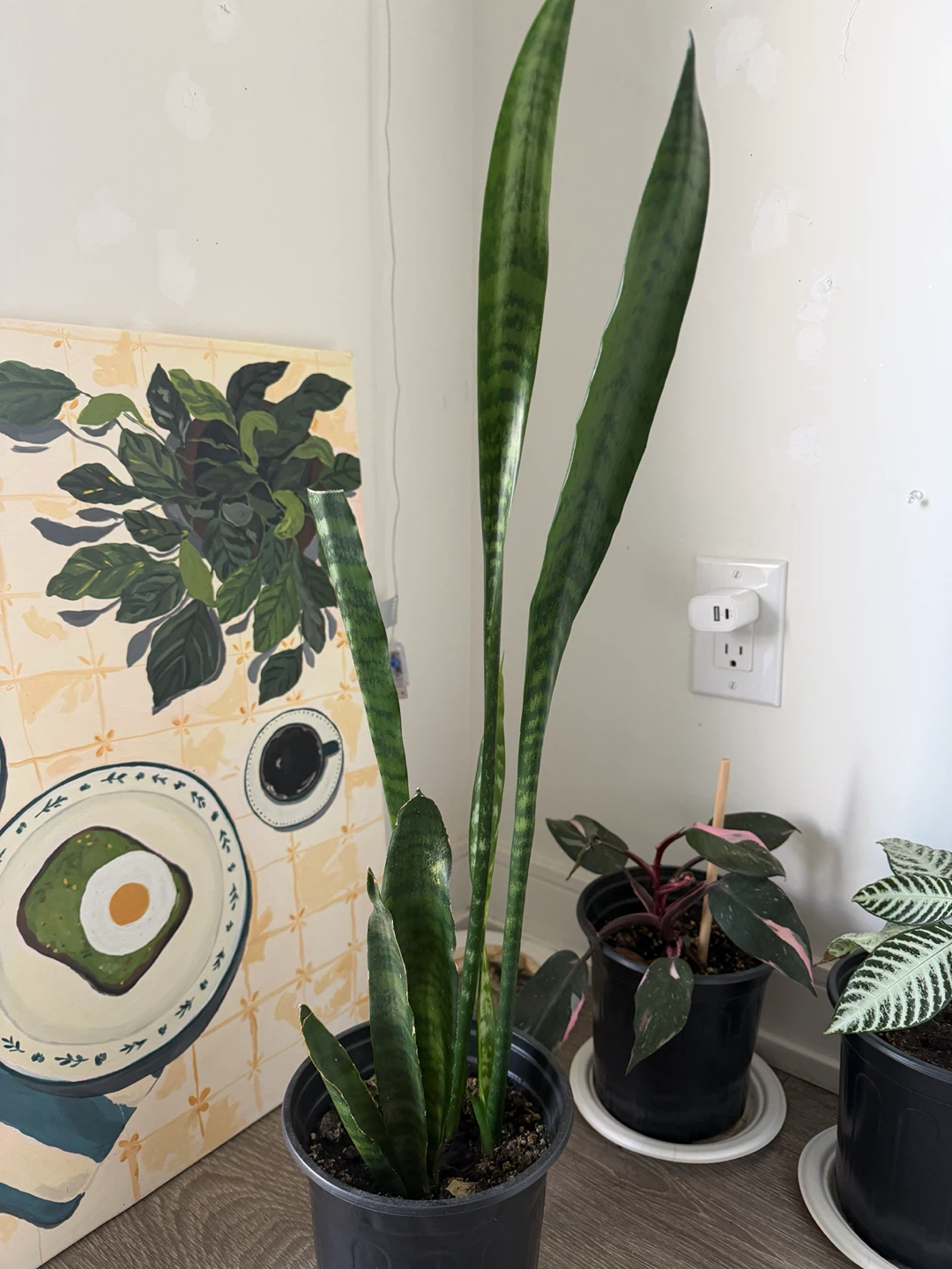 Snake Plant