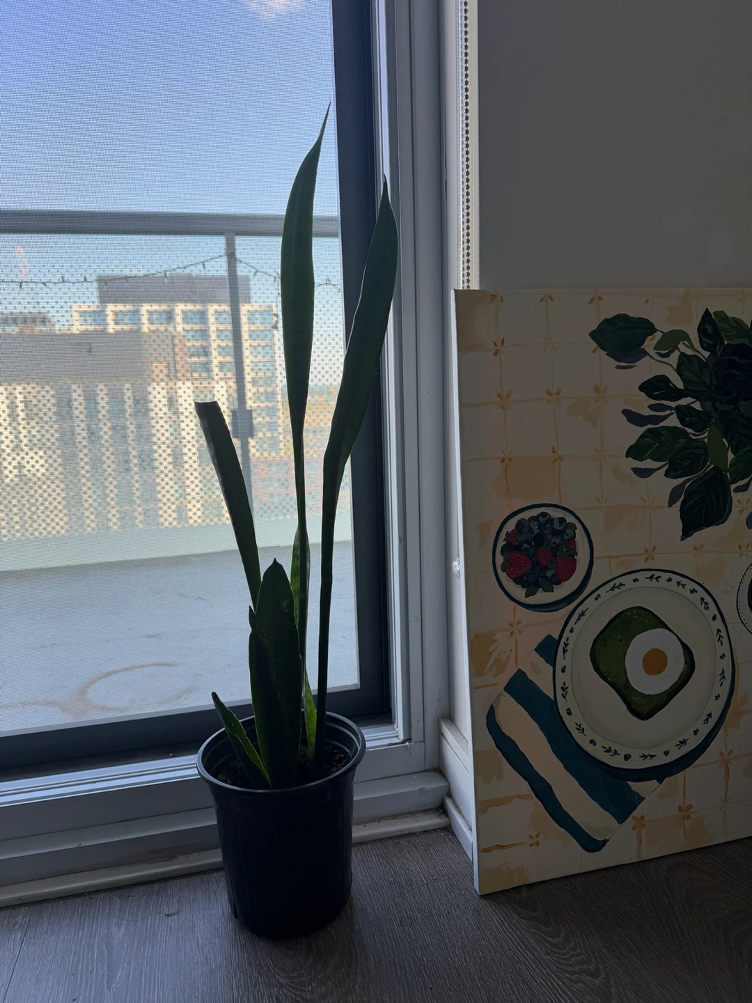 Snake Plant - photo 2