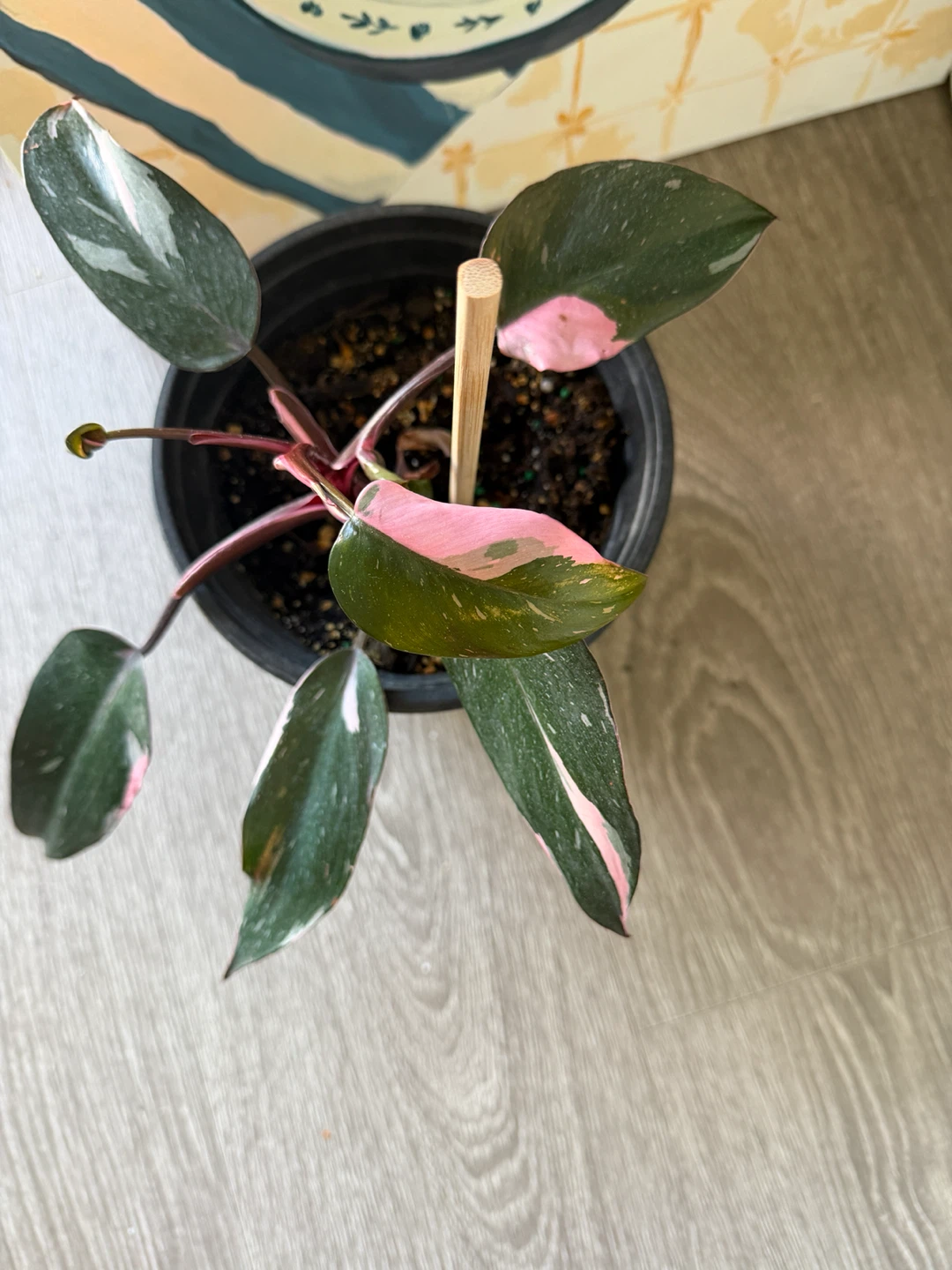 Pink Princess Philodendron Plant