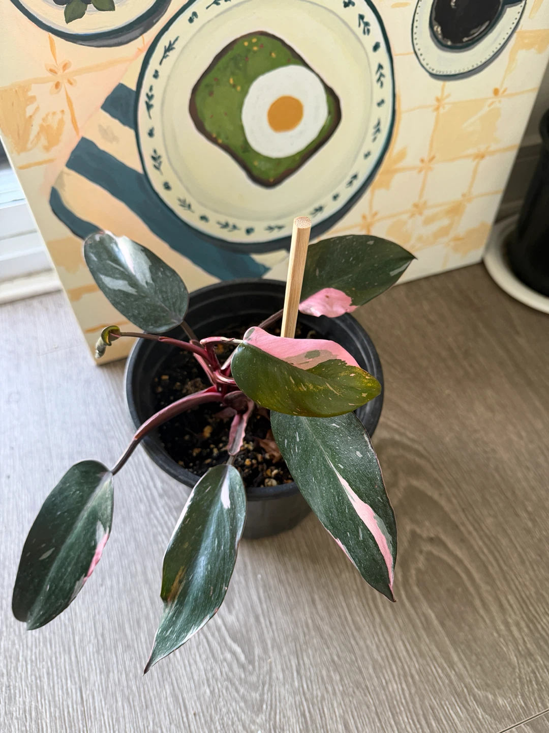 Pink Princess Philodendron Plant - photo 2