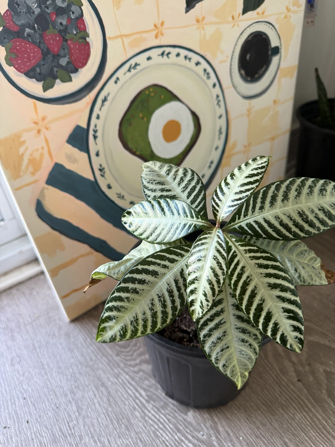 Zebra Plant in Pot