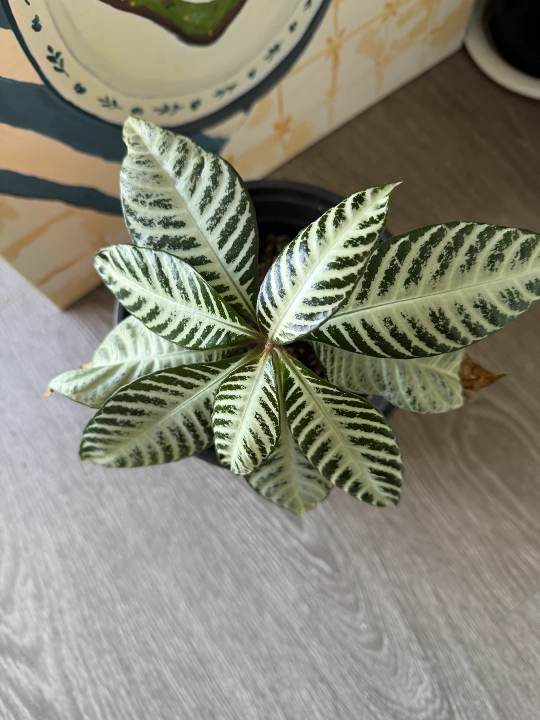Zebra Plant in Pot - photo 2
