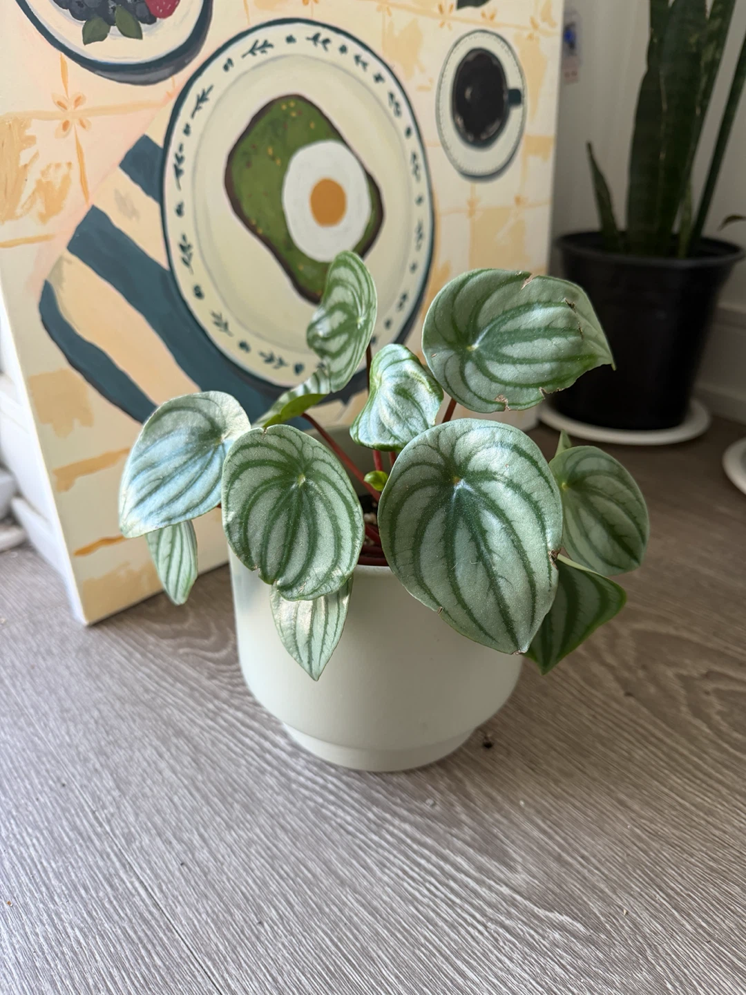 Watermelon Peperomia Plant