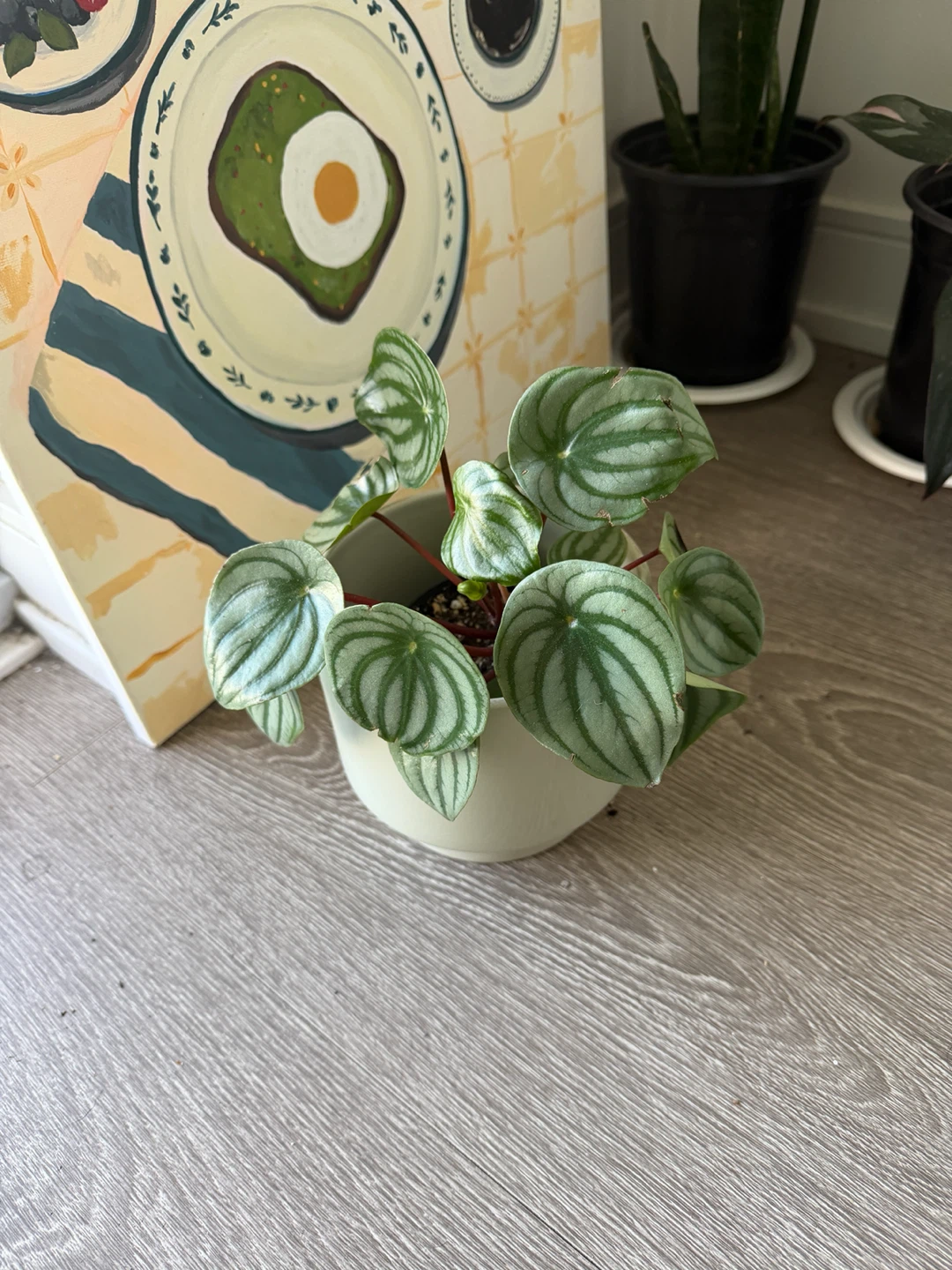 Watermelon Peperomia Plant - photo 2
