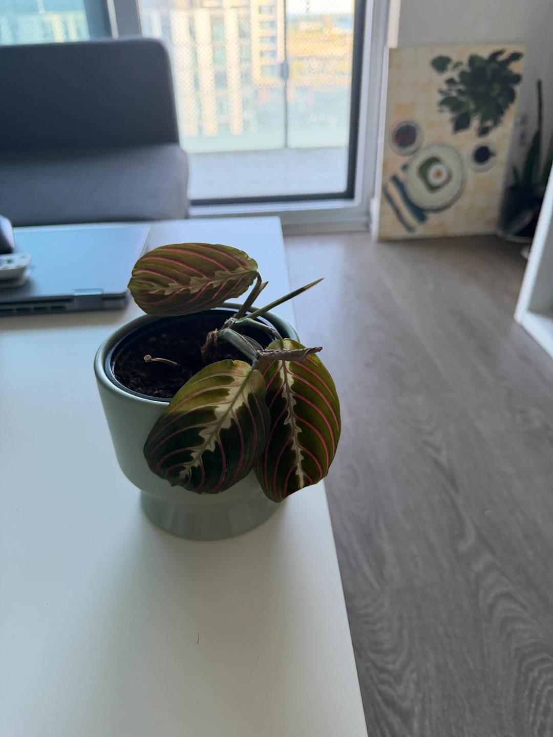 Prayer Plant