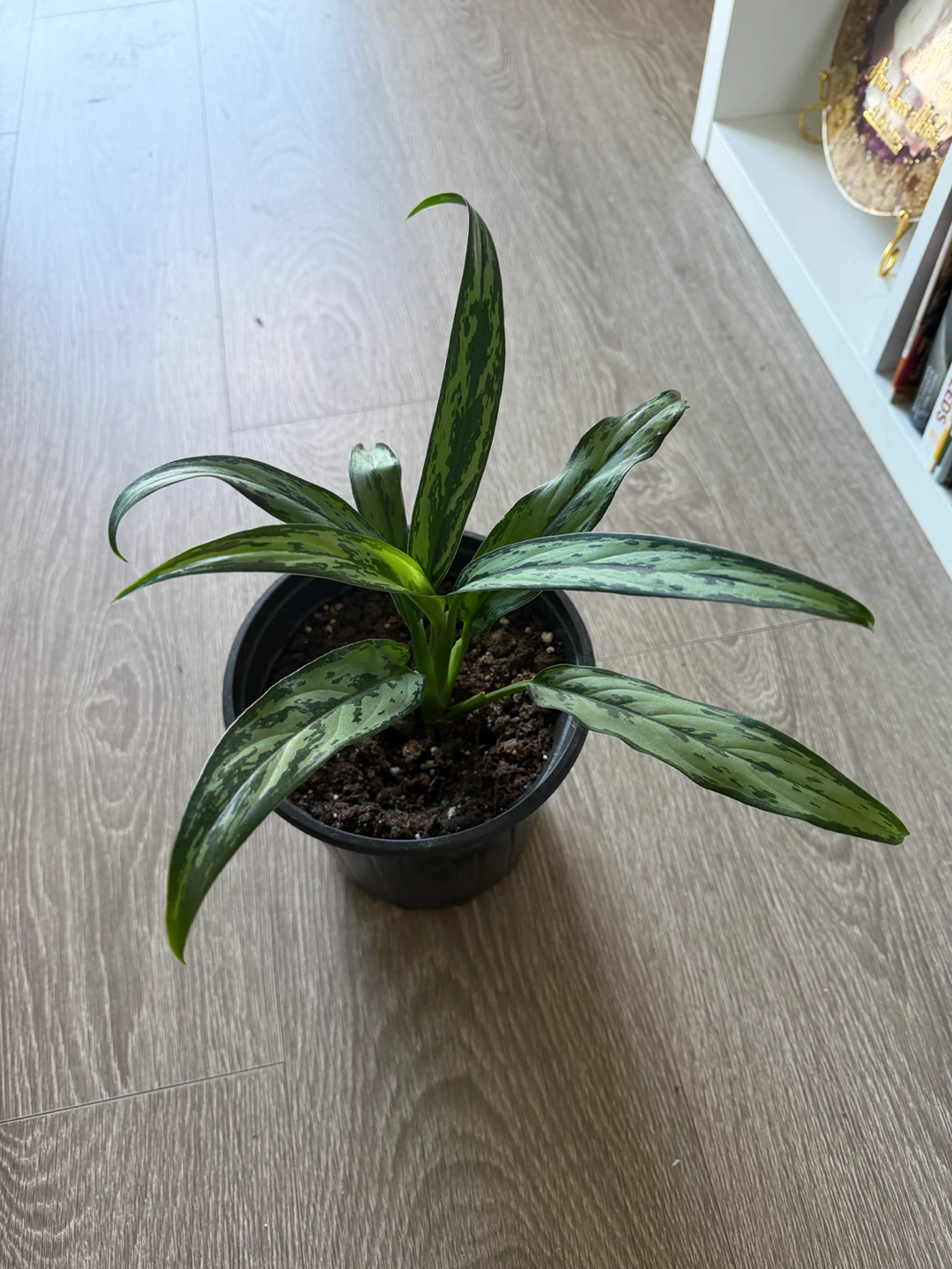 Aglaonema Plant