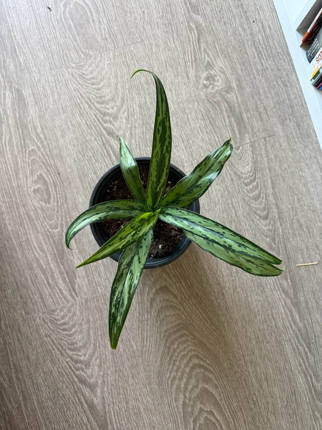 Aglaonema Plant - photo 2