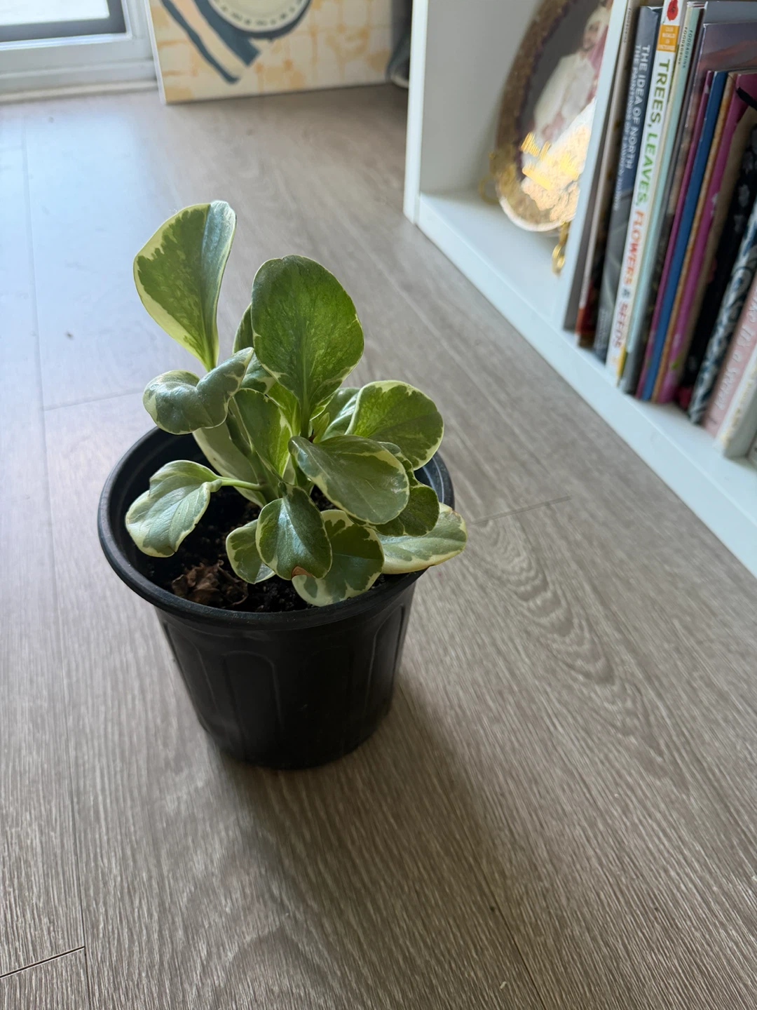 Variegated Peperomia Obtusifolia Plant