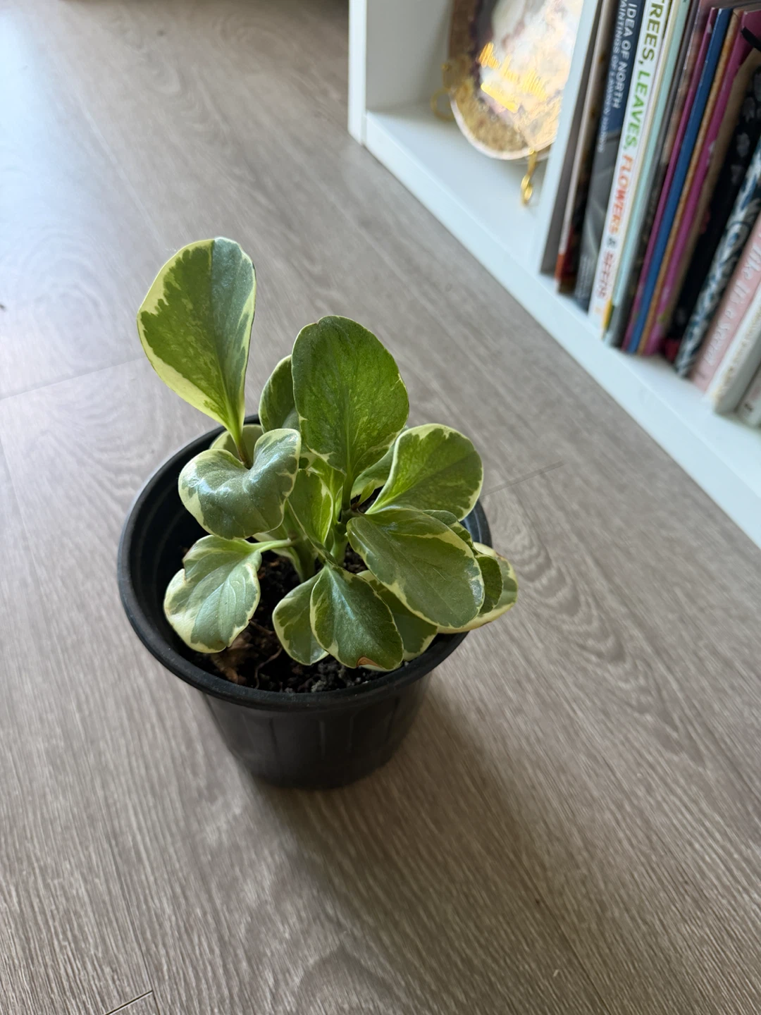 Variegated Peperomia Obtusifolia Plant - photo 2