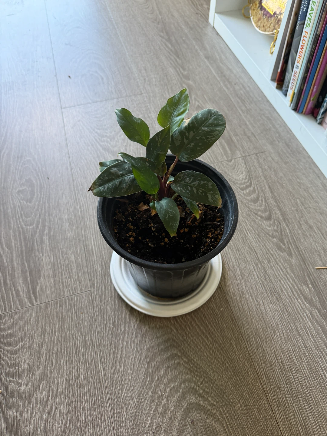 Potted Houseplant