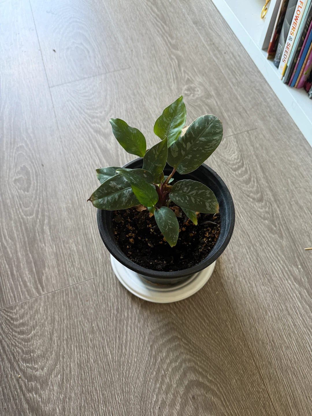 Potted Houseplant - photo 2