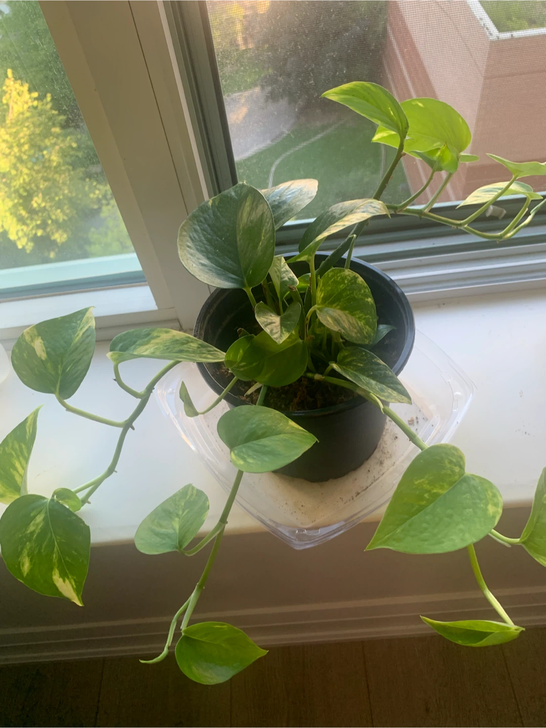 Pothos Plant in Black Pot