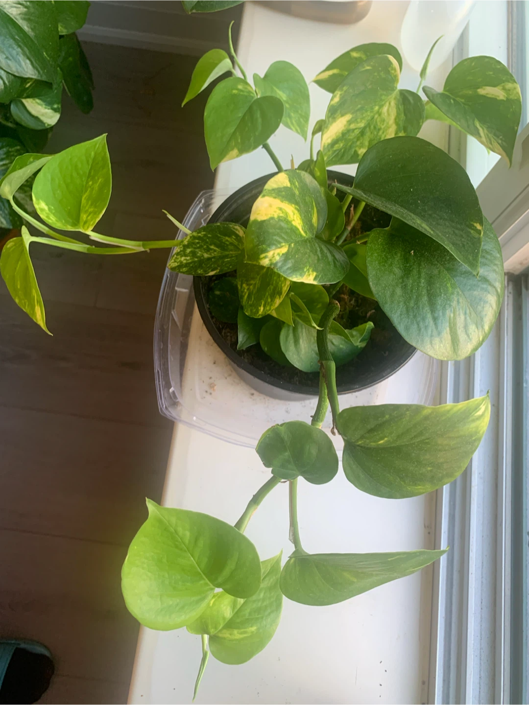 Pothos Plant in Black Pot - photo 2