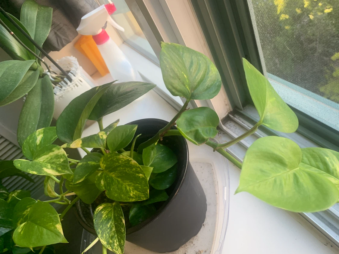 Pothos Plant in Black Pot - photo 3