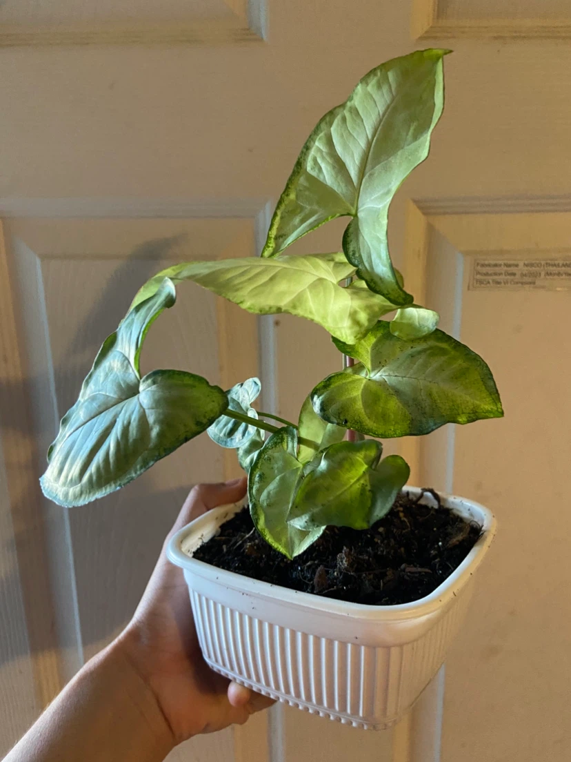 Syngonium Houseplant