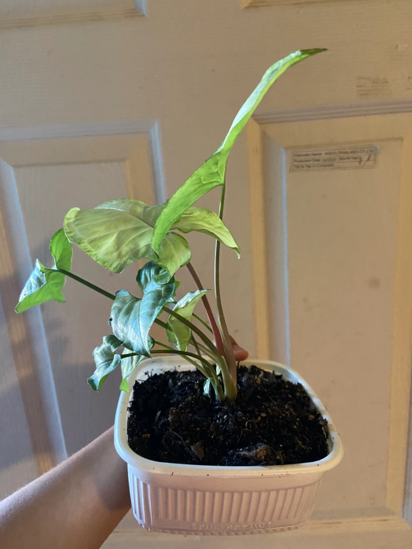 Syngonium Houseplant - photo 2