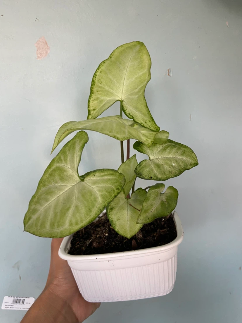 Syngonium Houseplant - photo 3