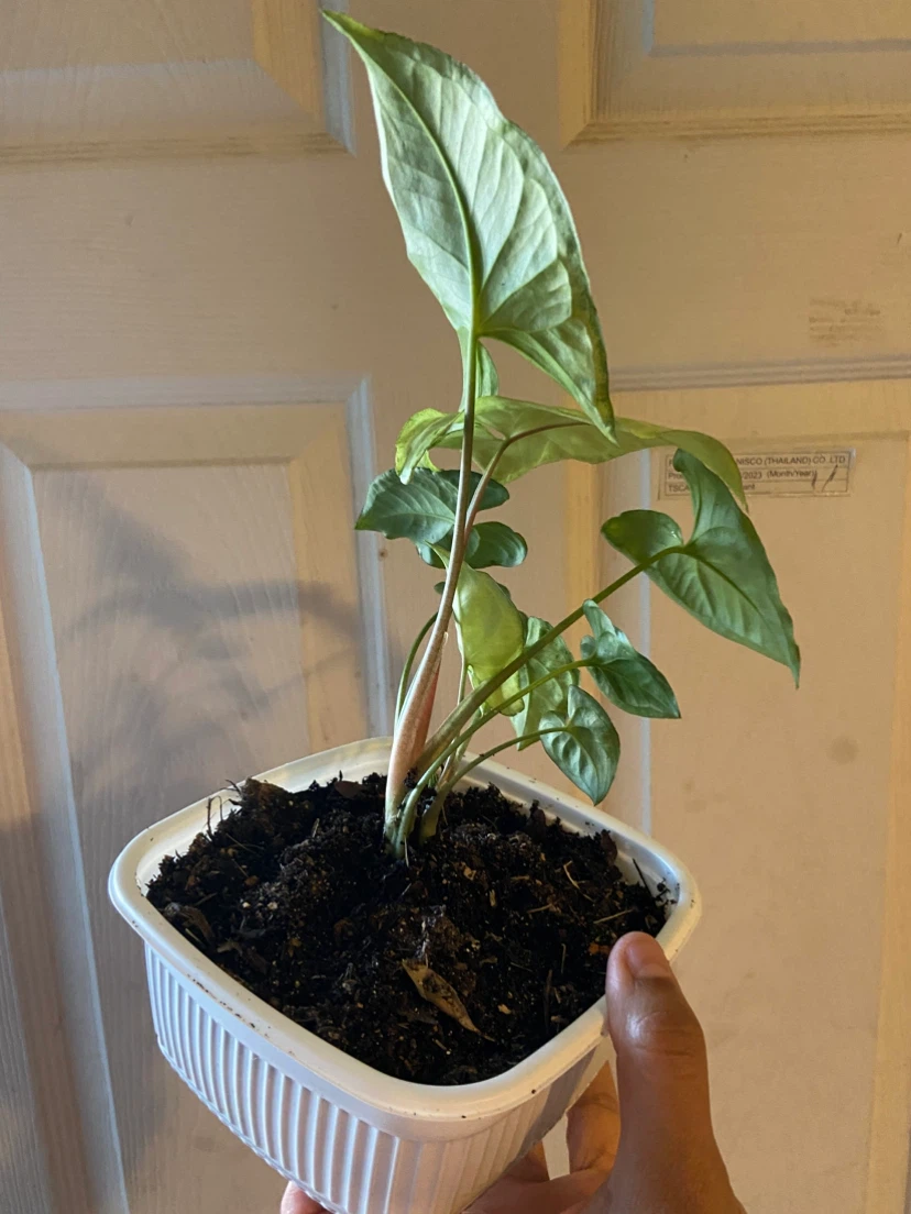 Syngonium Houseplant - photo 4