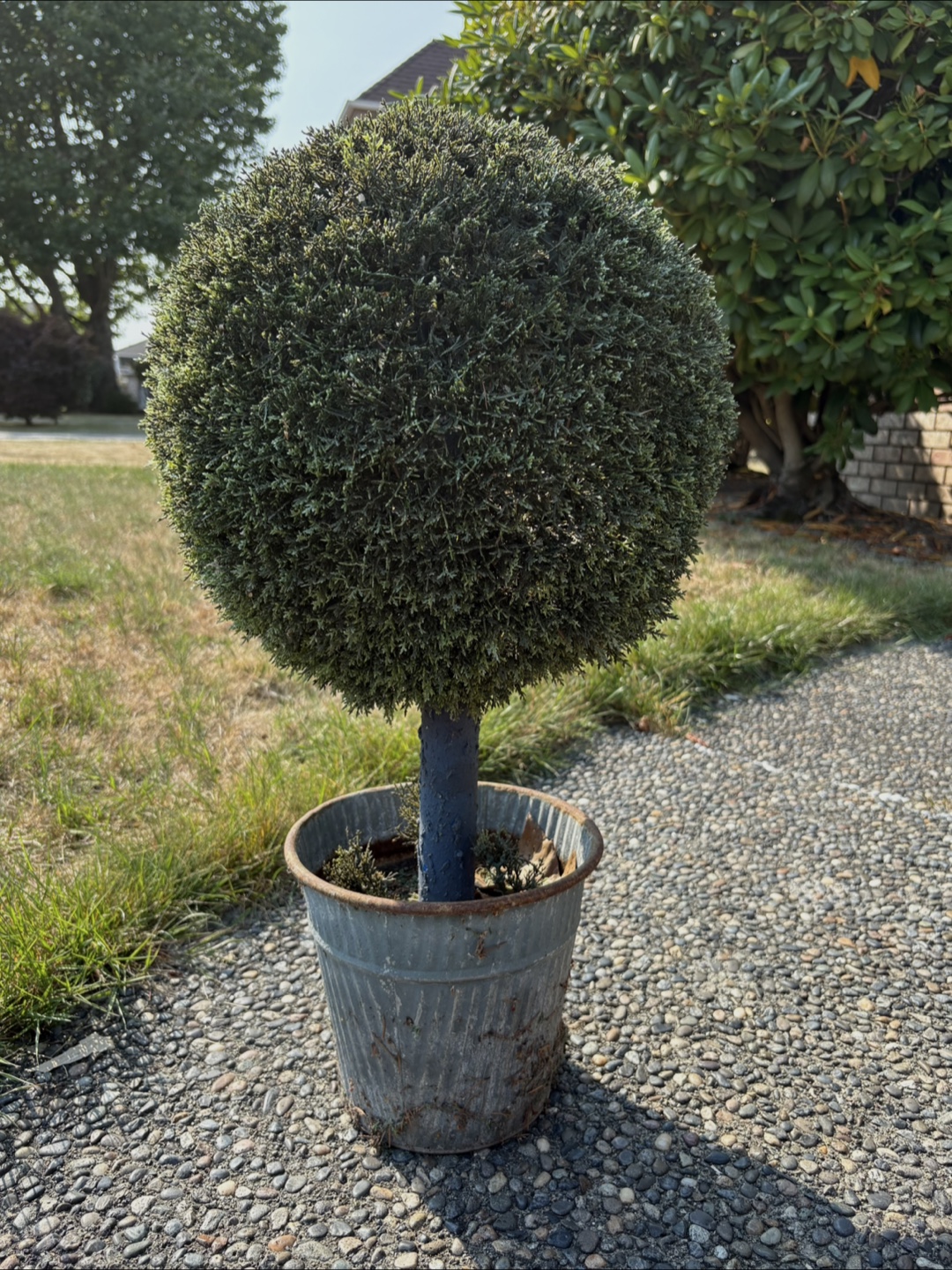 Big Faux Topiary Ball Tree in Galvanized Pot