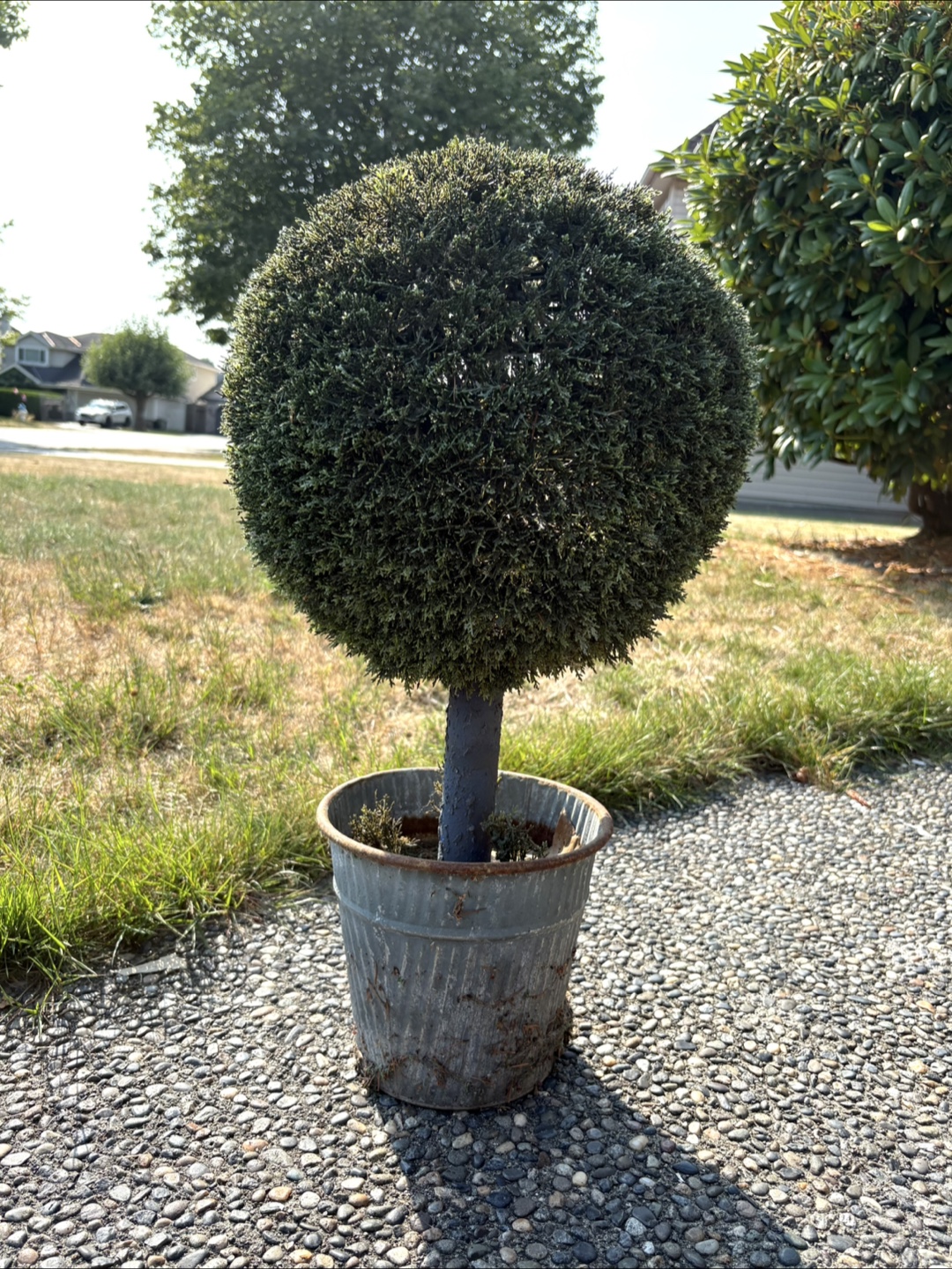 Big Faux Topiary Ball Tree in Galvanized Pot - photo 2