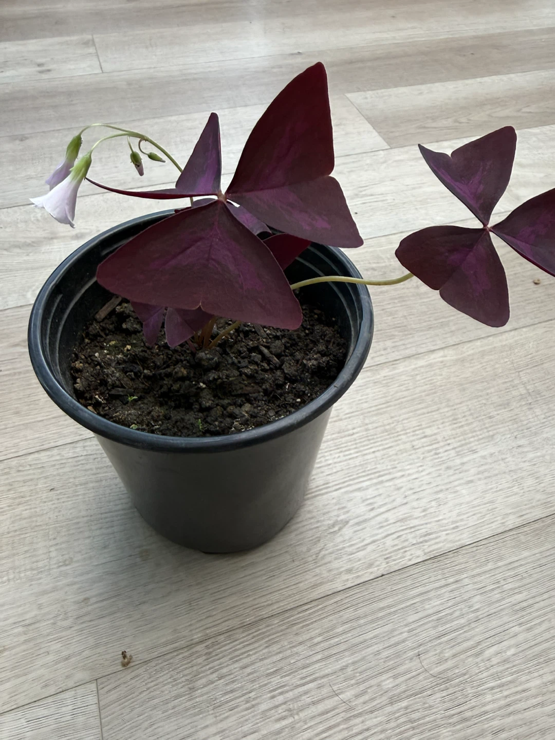 Purple Shamrock Plant (Oxalis triangularis)