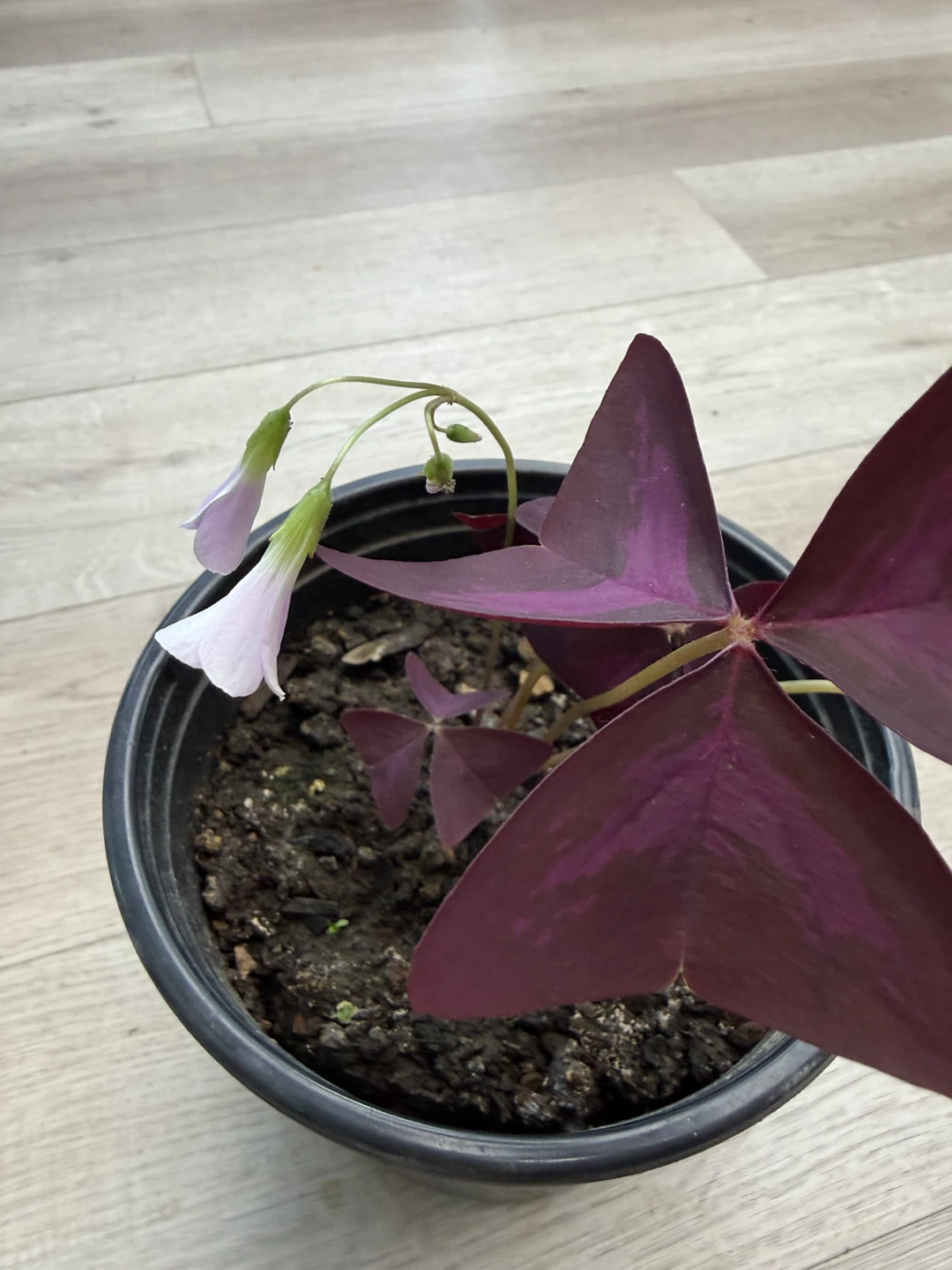 Purple Shamrock Plant (Oxalis triangularis) - photo 2